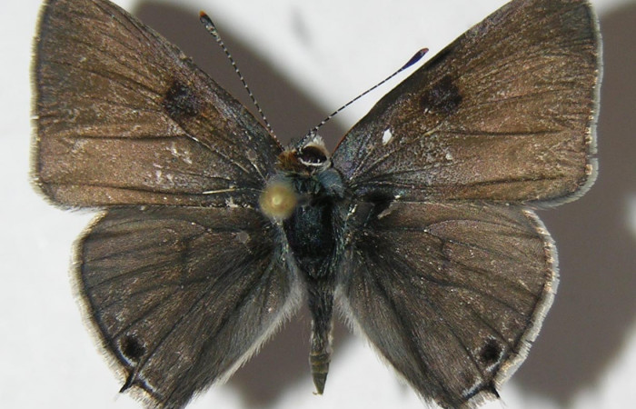 Figura 6. Adulto <i>Strymon istapa</i> (Lycaenidae), posición dorsal, mide 23mm. Voucher: 09-SRNP-35705-DHJ513066.
