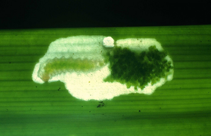 Figura 8. Larva <i>Strymon megarus</i> (Lycaenidae), color crema, posición alimentándose, último estadio, mide 5 mm aproximadamente. Planta hospedera <i>Bromelia pinguin</i> (Bromeliaceae). Voucher: 90-SRNP-2864-DHJ13923.jpg.
