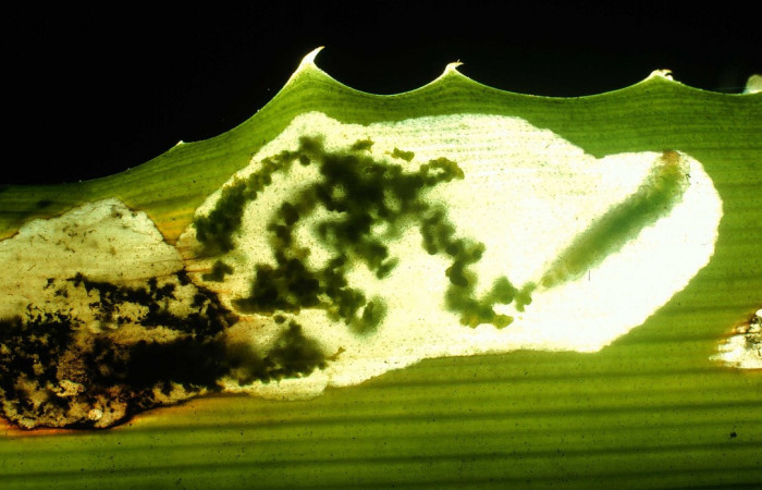 Figura 9. Larva <i>Strymon megarus</i> (Lycaenidae), color crema, posición alimentándose, último estadio, mide 5 mm aproximadamente. Planta hospedera <i>Bromelia pinguin</i> (Bromeliaceae). Voucher: 92-SRNP-2-DHJ14719.jpg.