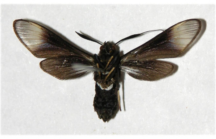 Fig 13. Adulto <i>Anycles anthracina</i>, vista ventral, (hembra) 26 mm en alas abiertas. Voucher 02-SRNP-31599-DHJ316527