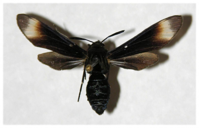 Fig. 4. Adulto <i>Anycles adusta</i>, vista dorsal, (female) 31mm en alas abiertas. 
Voucher 03-SRNP-7912-DHJ316520 