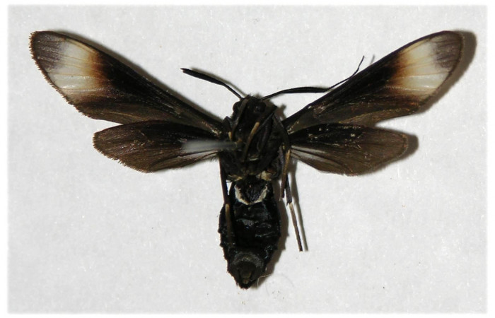 Fig. 5. Adulto <i>Anycles adusta</i>, vista ventral, (female) 31mm en alas abiertas.  
Voucher 03-SRNP-7912-DHJ316521.