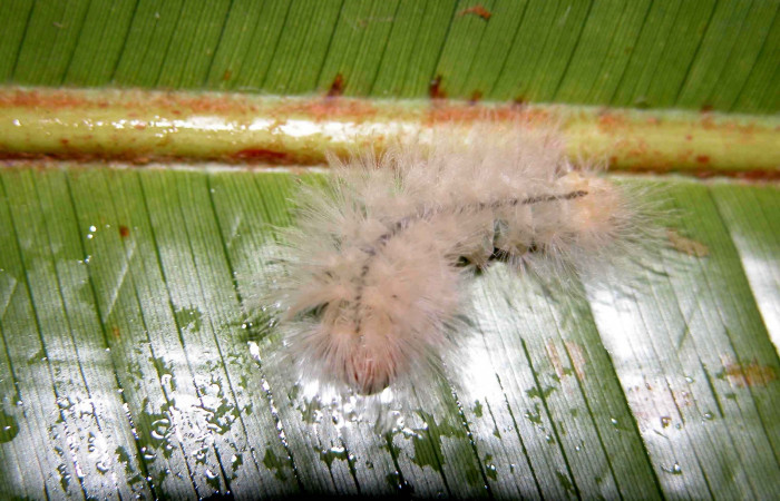 Fig. 3. Larva <i>Anycles adusta</i>, dorsal entero, en ultimo estadio, 25 mm de largo, Sector San Cristóbal.
Voucher 03-SRNP-7912-DHJ400870.jpg