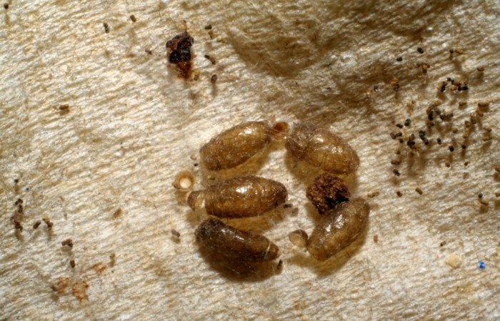 Fig. 9. Capullos eclosionados del parásito de la familia Braconidae, Meteorus Zitani01DHJ06, en larva <i>Anycles adusta</i>, último estadio. Voucher 04-SRNP-45515-DHJ401810.jpg