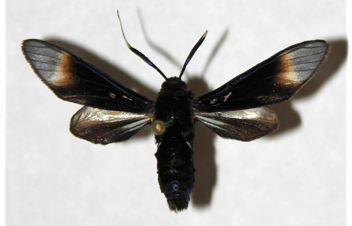 Fig. 6. Adulto <i>Anycles adusta</i>, vista dorsal,(male)  31mm en alas abiertas.    
Voucher 04-SRNP-48335-DHJ316518