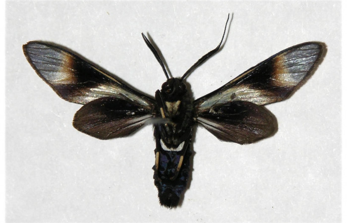 Fig. 7. Adulto <i>Anycles adusta</i>, vista dorsal,(male)  31mm en alas abiertas.
Voucher 04-SRNP-48335-DHJ316519.