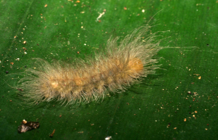 Fig. 1. Larva <i>Anycles adusta</i>, en tercer  estadio,16 mm de largo. Estación Biológica Los Almendros. Voucher 07-SRNP-20002-DHJ419586.jpg.