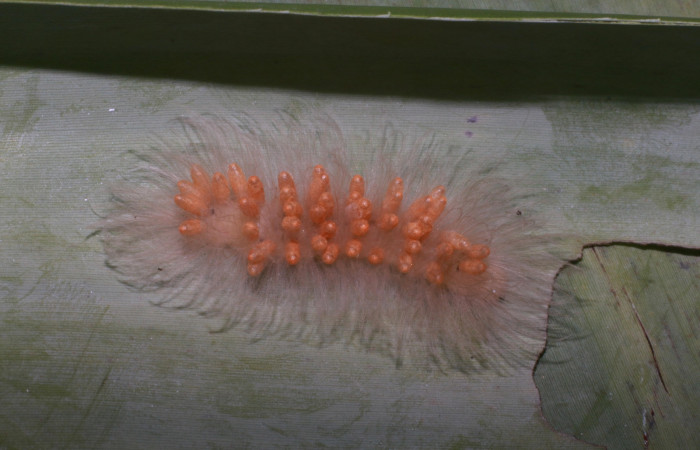 Fig. 8. Larva <i>Anycles adusta</i>, parasitada, último estadio, 25 mm de largo, Estación Biológica Leiva.
Voucher 20-SRNP-80595-DHJ755291.jpg