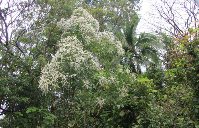 Figura. 1 Habitad, <i>Lepidaploa patens</i>, (Asteraceae). Area de Conservación Guanacaste. Sector Rincón Rain Forest. Selva, (elevación 410 metros), colectada el 22 de marzo 2023. Foto, Jorge Hernández. 
