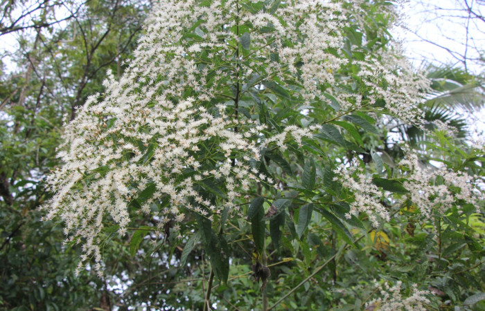 Figura. 2 Habitad, <i>Lepidaploa patens</i>, (Asteraceae). Area de Conservación Guanacaste. Sector Rincón Rain Forest. Selva, (elevación 410 metros), colectada el 22 de marzo 2023. Foto. Jorge Hernández. 

