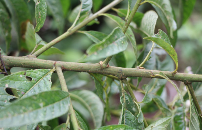 Figura. 3 Hojas posición, <i>Lepidaploa patens</i>, (Asteraceae). Area de Conservación Guanacaste. Sector Rincón Rain Forest. Selva, (elevación 410 metros), colectada el 22 de marzo 2023. Foto. Jorge Hernández. 
