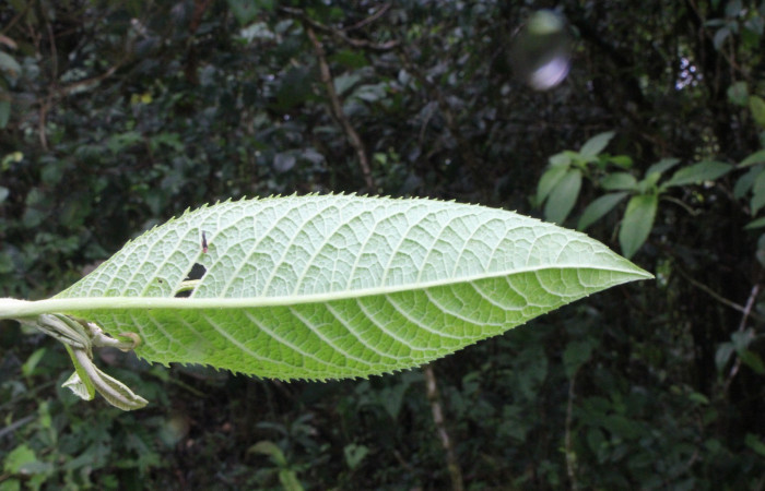 Figura. 4 Hojas envés, <i>Lepidaploa patens</i>, (Asteraceae). Area de Conservación Guanacaste. Sector Rincón Rain Forest. Selva, (elevación 410 metros), colectada el 22 de marzo 2023. Foto. Jorge Hernández. 
