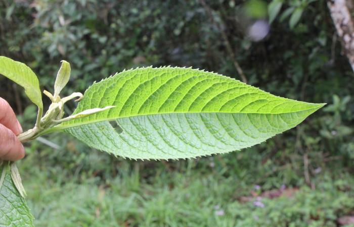 Figura. 5 Hojas haz, <i>Lepidaploa patens</i>, (Asteraceae). Area de Conservación Guanacaste. Sector Rincón Rain Forest. Selva, (elevación 410 metros), colectada el 22 de marzo 2023. Foto. Jorge Hernández. 
