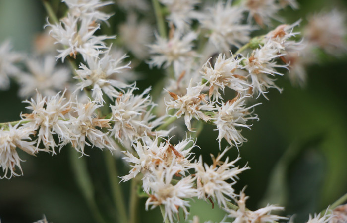 Figura. 6 flores de frente , <i>Lepidaploa patens</i>, (Asteraceae). Area de Conservación Guanacaste. Sector Rincón Rain Forest. Selva, (elevación 410 metros), colectada el 22 de marzo 2023. Foto. Jorge Hernández. 

