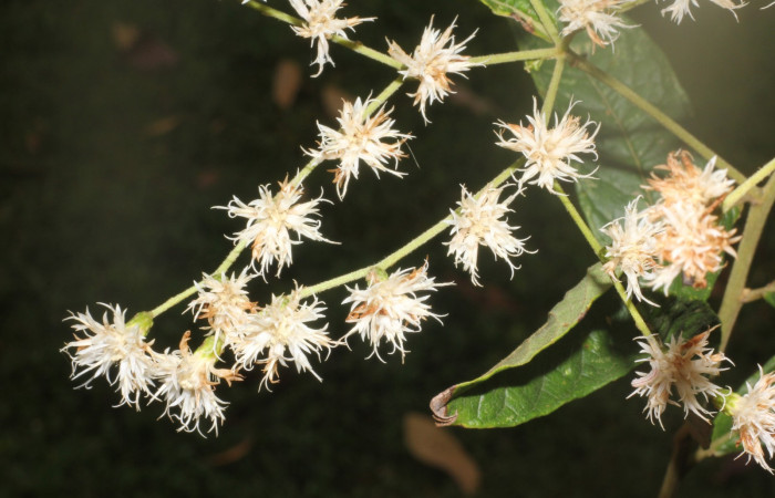 igura. 7 Flores de frente , <i>Lepidaploa patens</i>, (Asteraceae). Area de Conservación Guanacaste. Sector Rincón Rain Forest. Selva, (elevación 410 metros), colectada el 22 de marzo 2023. Foto. Jorge Hernández. 
