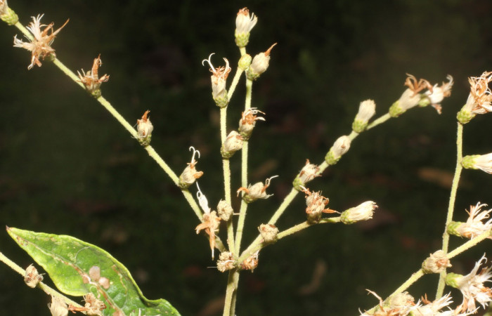 igura. 8 flores punta de rama  , <i>Lepidaploa patens</i>, (Asteraceae). Area de Conservación Guanacaste. Sector Rincón Rain Forest. Selva, (elevación 410 metros), colectada el 22 de marzo 2023. Foto. Jorge Hernández. 
