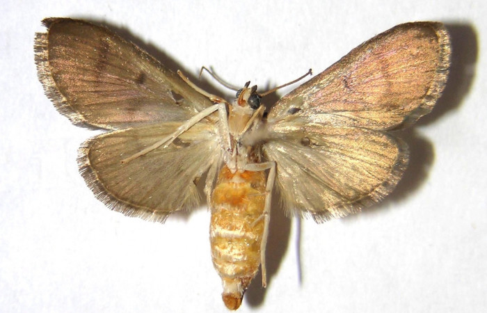 Figura 18. Adulto de <i>Syllepte</i> Solis21 (Crambidae) parte ventral l. Voucher: 00-SRNP-23540-DHJ368571.