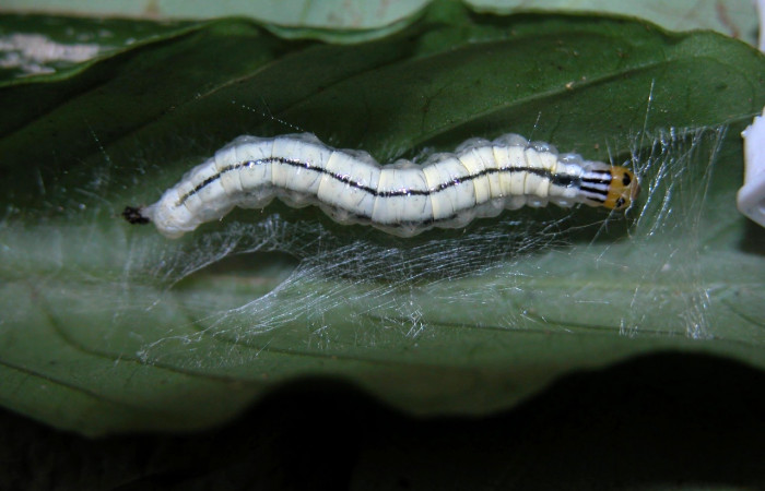 Figura 9. <i>Syllepte</i> Solis22(Crambidae). Último estadio, parte dorsal. Voucher: 03-SRNP-4382-DHJ400581.jpg