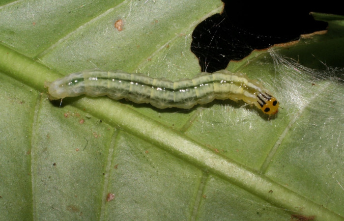 Figura 12. <i>Syllepte</i> Solis22 (Crambidae). Alimentadose de <i>Psychotria panamensis</i> (Rubiaceae). Penúltimo estadio, parte dorsal. Voucher: 05-SRNP-22016-DHJ403604.jpg.