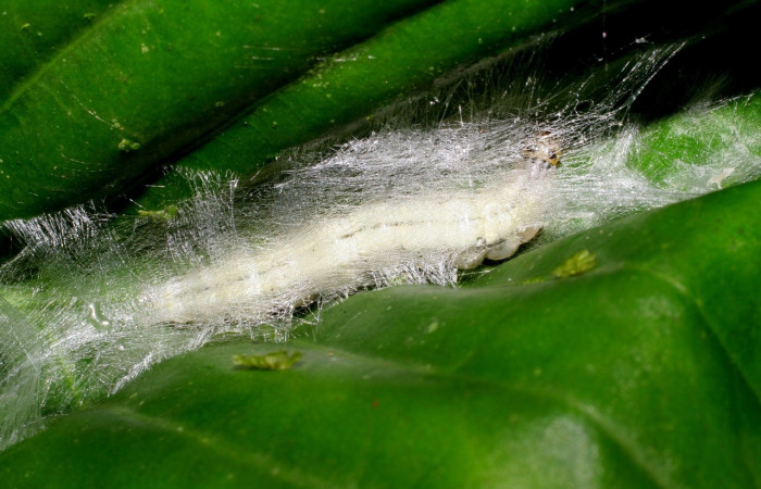 Figura 8. <i>Syllepte</i> Solis22 (Crambidae). Último estadio, parte dorsal. Voucher: 07-SRNP-2925-DHJ425894.jpg.