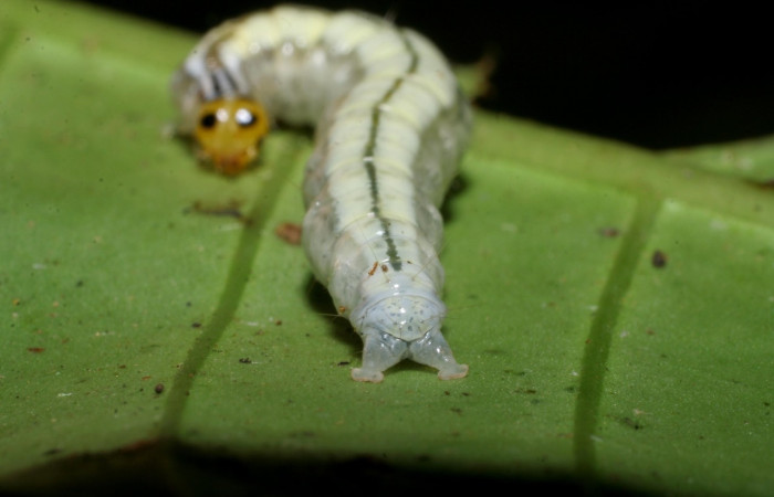  Figura 11. <i>Syllepte</i> Solis22 (Crambidae). Último estadio, parte trasera. Voucher: 08-SRNP-4827-DHJ437723.jpg. 