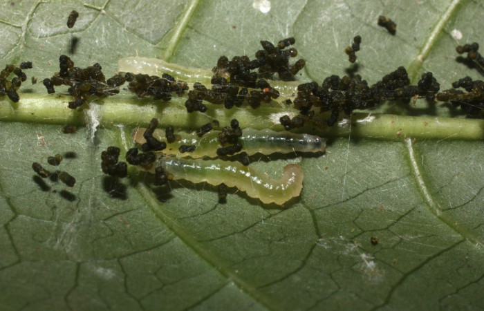 Figura 3. <i>Syllepte</i> Solis21 (Crambidae). Tercer estadio. Parte dorsal. Voucher: 12-SRNP-35024-DHJ489971.jpg.