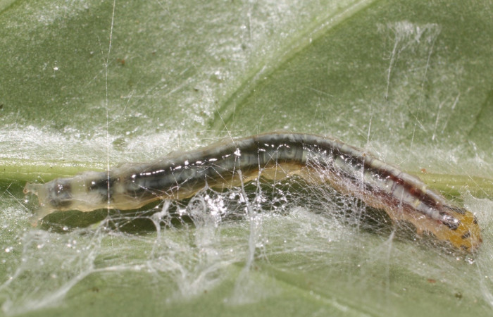 Figura 6. <i>Syllepte</i> Solis22 (Crambidae). Penúltimo estadio, parte dorsal. Voucher: 18-SRNP-80595-DHJ715236.jpg.