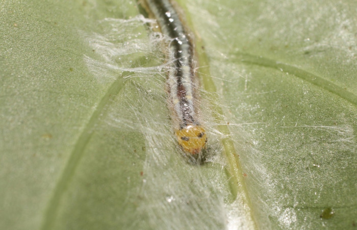 Figura 7. <i>Syllepte</i> Solis22 (Crambidae). Penúltimo estadio, parte frontal. Voucher: 18-SRNP-80595-DHJ715237.jpg.