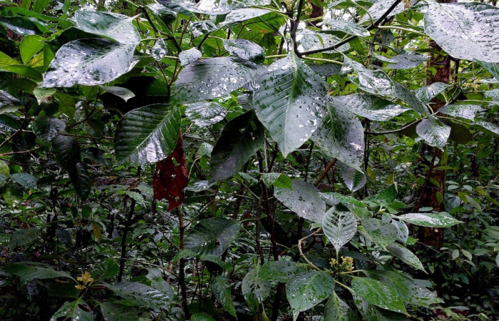 Figura 19. <i>Psychotria panamensis</i> (Rubiaceae) planta hospedera de <i>Syllepte</i> Solis22 (Crambidae).
Foto: Carolina Cano. Sendero Corredor. Mayo 2023.