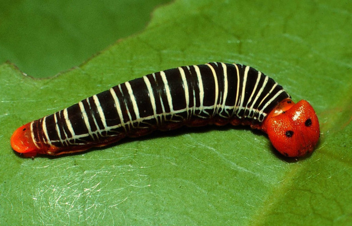 Figura 11. <i>Polythrix caunus</i> (Hesperiidae). Vista dorsal. 4/20/2007. Voucher, 02-SRNP-6762-DHJ65979.