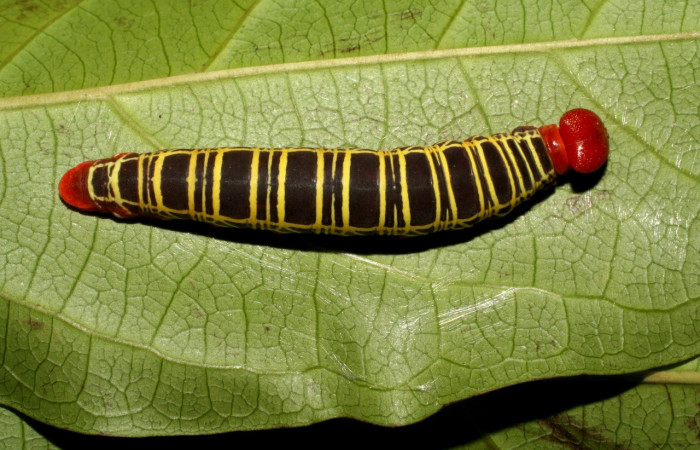 Figura 2.<i>Polythrix auginus</i> (Hesperiidae). Vista dorsal, en úlltimo estadio, midió 36 mm, colectada en Sector Brasilia, el 4/20/2007. Voucher. 07-SRNP-65115-DHJ429268.