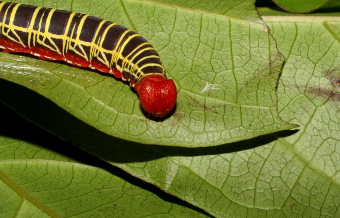 Figura 4. <i>Polythrix auginus</i> (Hesperiidae). Vista de Cabeza, en último estadio, midió 36mm, colectada en Sector Brasilia, el 4/20/2007. Voucher07-SRNP-65115-DHJ429270.