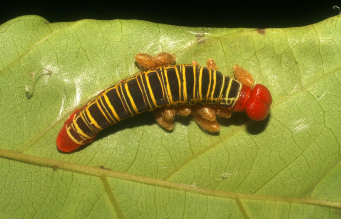 Figura 17. Capullos de parásitos puestos en <i>Polythrix caunus</i> (Hesperiidae). Vista dorsal Voucher, 08-SRNP-2601-DHJ437291.