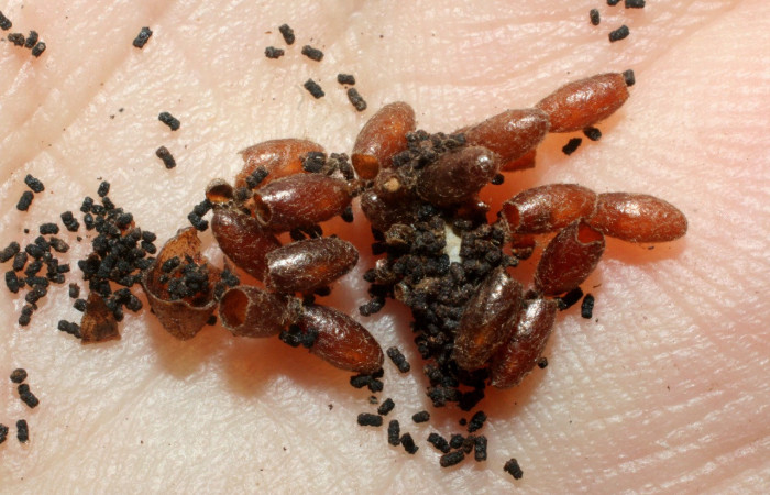 Figura 19. Capullos de (Braconidae), <i>Meteorus</i> Janzen13, parásito en larva <i>Polythrix caunus</i> Voucher, 08-SRNP-2601-DHJ453189.