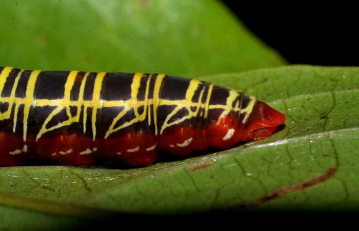  Figura 6.  <i>Polythrix auginus</i> (Hesperiidae). detalle de cola, en último estadio, midió 36mm, colectada en Sector Brasilia. el 4/20/2007. Voucher 08-SRNP-5805-DHJ444710.