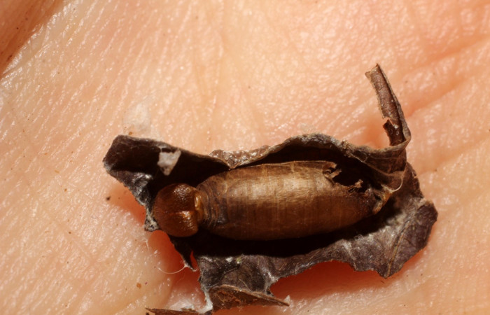 Figura 8. Capullo de la familia (Ichneumonidae), <i>Hyposoter</i> INB-42DHJ01, parásito en larva <i>Polythrix auginus</i>, (Hesperiidae), en colectada en Sector Brasilia. Voucher, 10-SRNP-67476-DHJ498294.