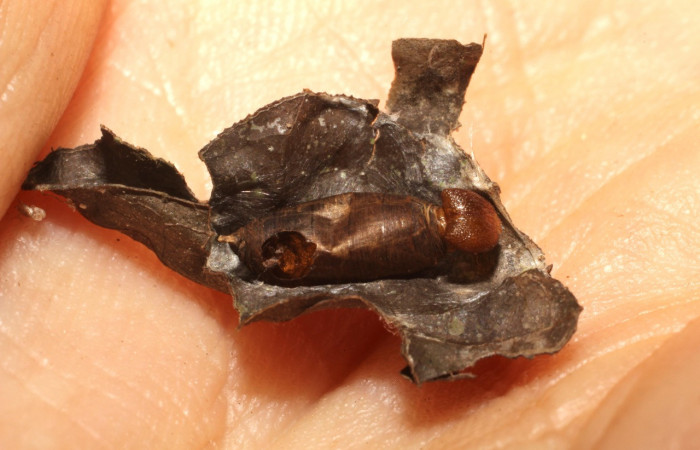 Figura 7. Mostrando capullo de la familia (Ichneumonidae),Hyposoter INB-42DHJ01, paråsito en larva <i>Polythrix auginus</i>, (Hesperiidae), Colectada Sector Brasilia. el 4/20/2007. Voucher,10-SRNP-81407-DHJ497817.jpg