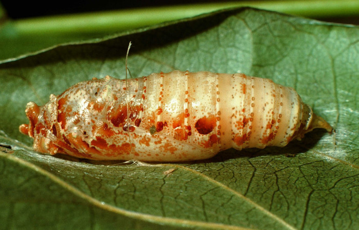 Figura .15 Pupa de. <i>Polythrix caunus</i> (Hesperiidae). Vista lateral. Voucher 95-SRNP-5513-DHJ23803.jpg