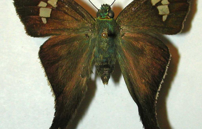 Figura 20. Adulto de <i>Polythrix caunus</i> posición dorsal voucher, 95-SRNP-6391-DHJ31998.