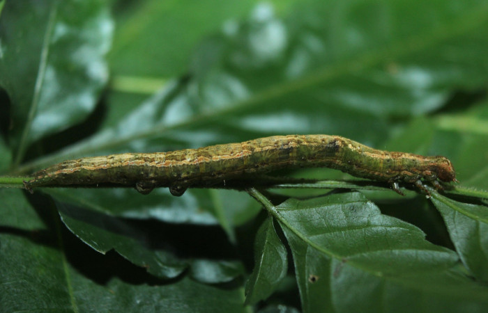 Figura 3. Larva <i>Bendisodes</i> Poole02 (Erebidae), último estadío (U) vista lateral, localidad Sendero Manguera Estación Biológica Quica, Sector Pitilla ACG (470m). Voucher: 16-SRNP-71446-DHJ733308.jpg.