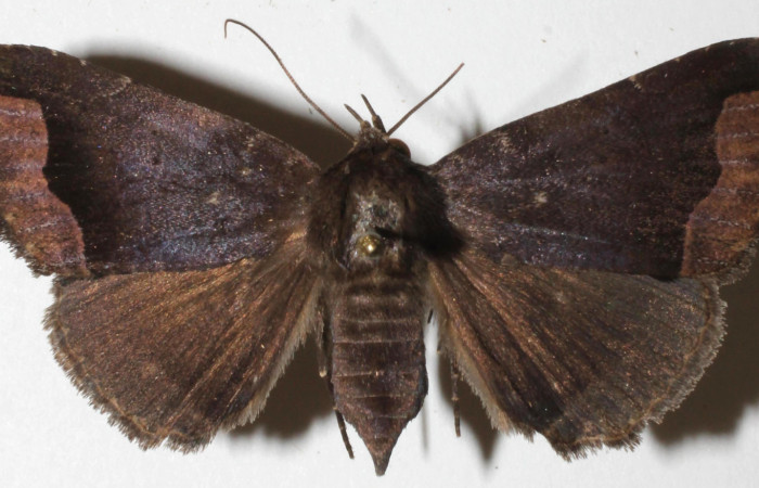 Figura 9. Adulto de <i>Bendisodes</i> Poole02 (Erebidae), vista dorsal, localidad Sendero Mismo Sector Pitilla ACG (680m). Voucher: 18-SRNP-31341-DHJ942150.jpg.