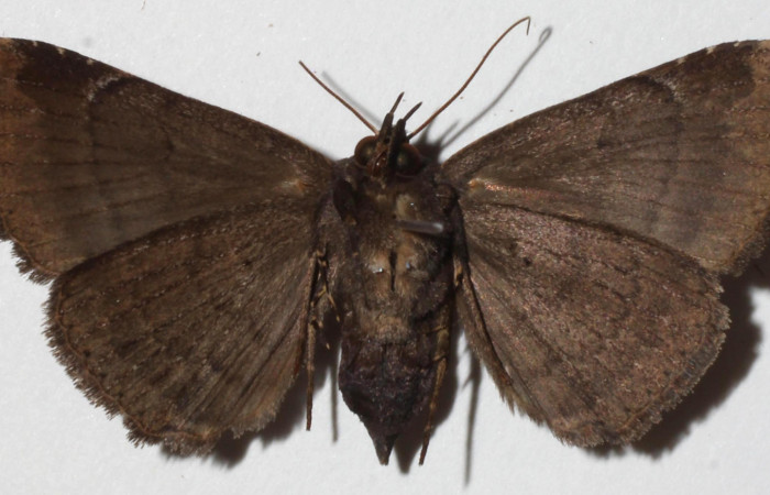 Figura 10. Adulto de <i>Bendisodes</i> Poole02 (Erebidae), vista ventral, localidad Sendero Mismo Sector Pitilla ACG (680m). Voucher: 18-SRNP-31341-DHJ942151.jpg.