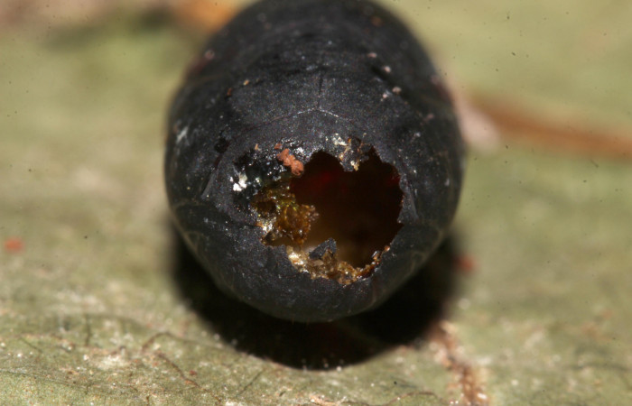 Figura 12. Restos de capullo de parásito <i>Aphanistes didii</i> (Ichneumonidae) que ataca <i>Bendisodes</i> Poole02 (Erebidae), localidad Sendero Cuestona Sector Pitilla ACG (640m). Voucher: 18-SRNP-31482-DHJ747392.jpg.