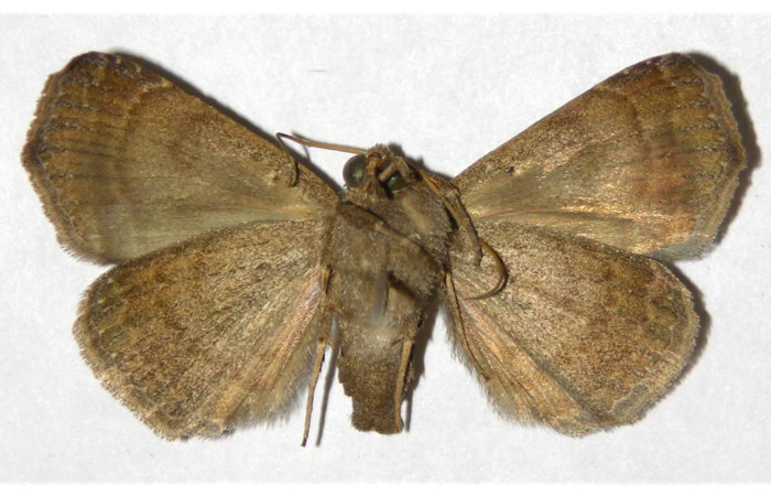 Figura 18. Adulto de <i>Bendisodes aeolia</i> (Erebidae), vista ventral, localidad Area Administrativa Sector Santa Rosa ACG (295m). Voucher: 93-SRNP-2991-DHJ320215.jpg.