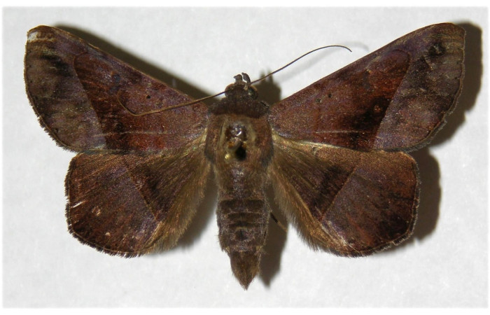 Figura 17. Adulto de <i>Epidromia pannosa</i> (Erebidae), hembra vista dorsal, localidad Quebrada Cementerio, Sector San Cristóbal ACG (700m). Voucher: 03-SRNP-7688-DHJ316018.jpg.