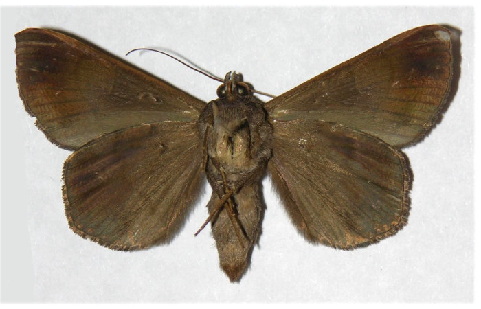 Figura 18. Adulto de <i>Epidromia pannosa</i> (Erebidae), hembra vista ventral, localidad Quebrada Cementerio, Sector San Cristóbal ACG (700m). Voucher: 03-SRNP-7688-DHJ316019.jpg.