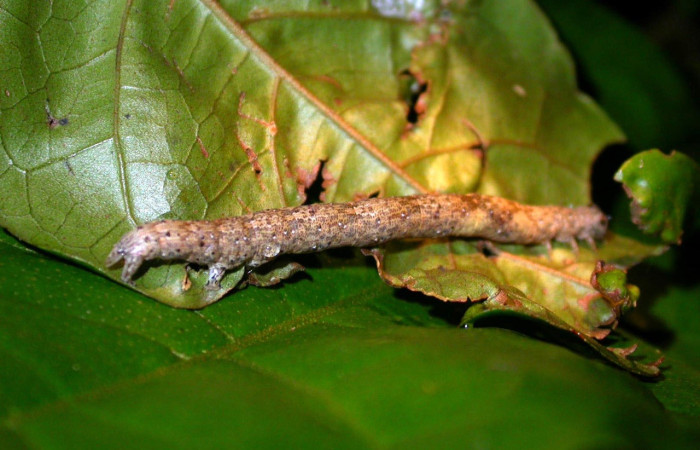 Figura 14. Larva <i>Epidromia pannosa</i> (Erebidae), en último estadío (U), vista lateral, localidad Quebrada Salazar Sector Del Oro ACG (560m). Voucher: 05-SRNP-22923-DHJ403695.jpg
