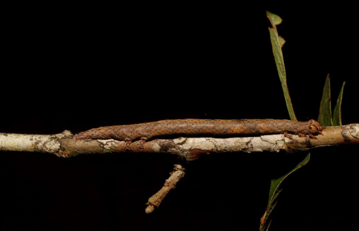 Figura 13. Larva <i>Epidromia pannosa</i> (Erebidae), en último estadío (U), vista lateral, localidad Sendero Carica Sector Pitilla ACG (660m). Voucher: 11-SRNP-32094-DHJ494710.jpg
