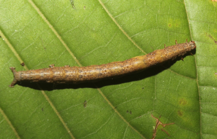 Figura 6. Larva <i>Epidromia linearis</i> (Erebidae), en último estadío (U), vista dorsal, localidad Medrano, Sector Pitilla ACG (380m). Voucher: 19-SRNP-70912-DHJ751419.jpg
