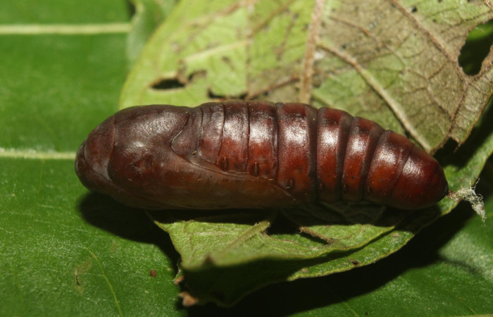 Figura 8. Pupa de <i>Epidromia linearis</i> (Erebidae), vista lateral, localidad Medrano, Sector Pitilla ACG (380m). Voucher:19-SRNP-70912-DHJ751672.jpg.